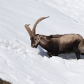 ANIMAUX DES PYRENEES